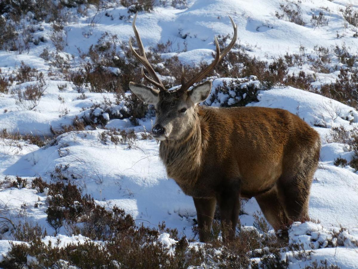 Caman House Apt 2 - By Where Stags Roar Ньютонмор Экстерьер фото